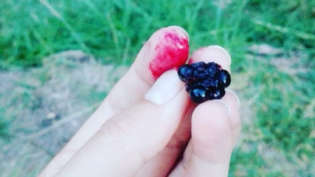 Mano sosteniendo una mora negra con dedos manchados de jugo rojo.